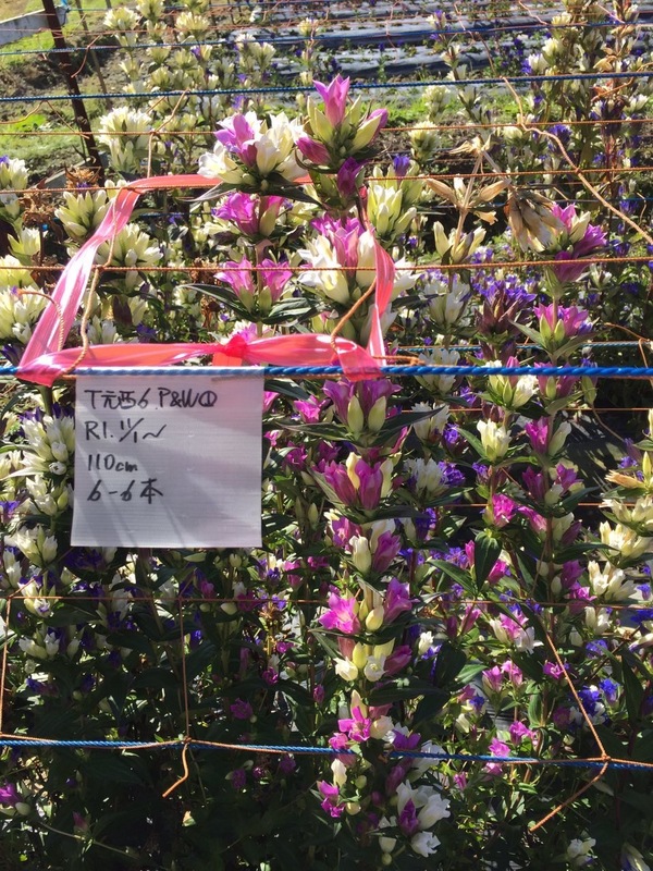 ファイア&アイス