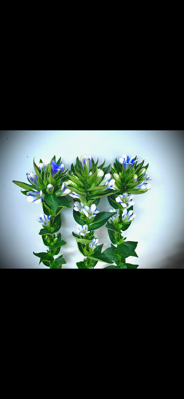 ブルーオブジェ1