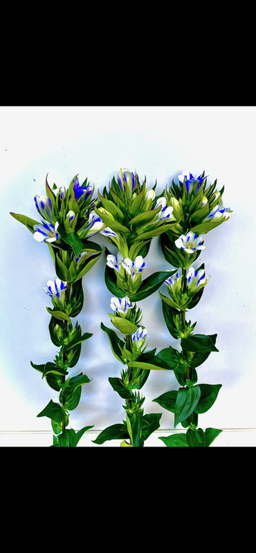 ブルーオブジェ2