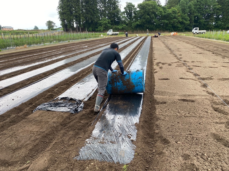 ドラム押し（転圧）