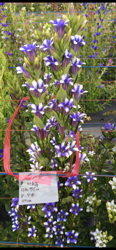 ブルーリバーⅡ