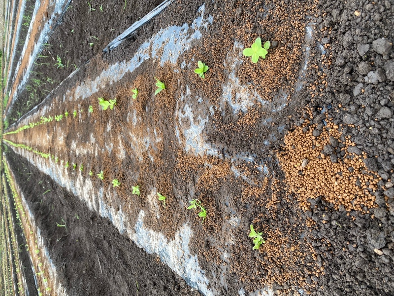 スウィートピンクⅡ①