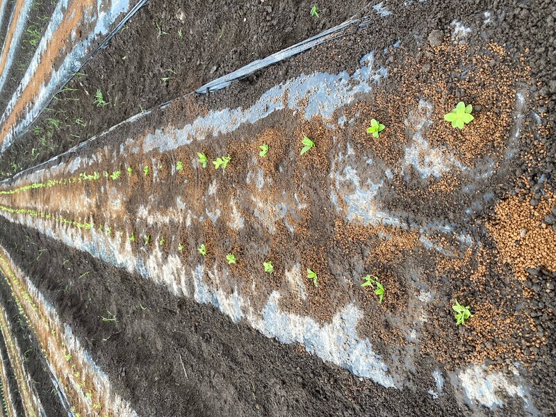 スウィートピンクⅡ②