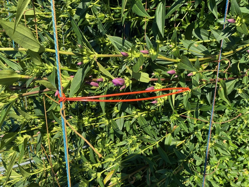 コンフューザー実物