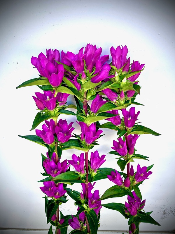 レッドドラゴン０