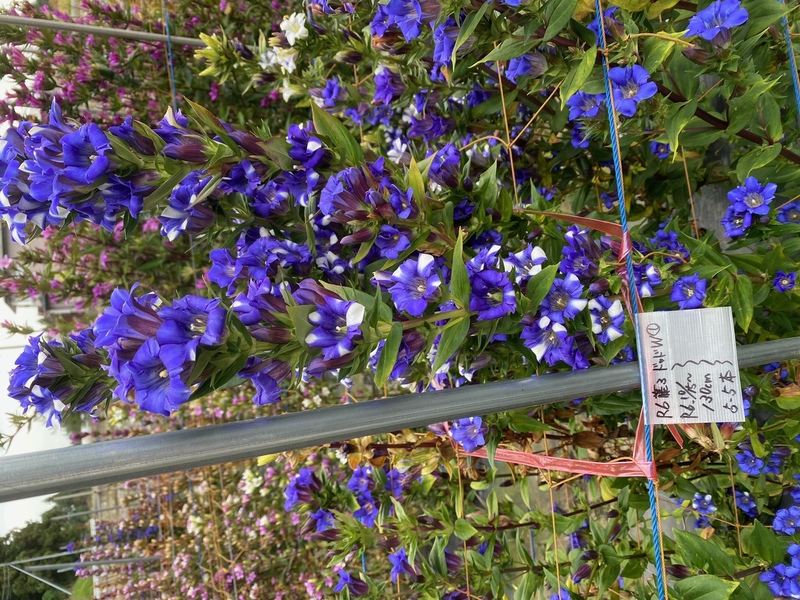 ドットホワイト