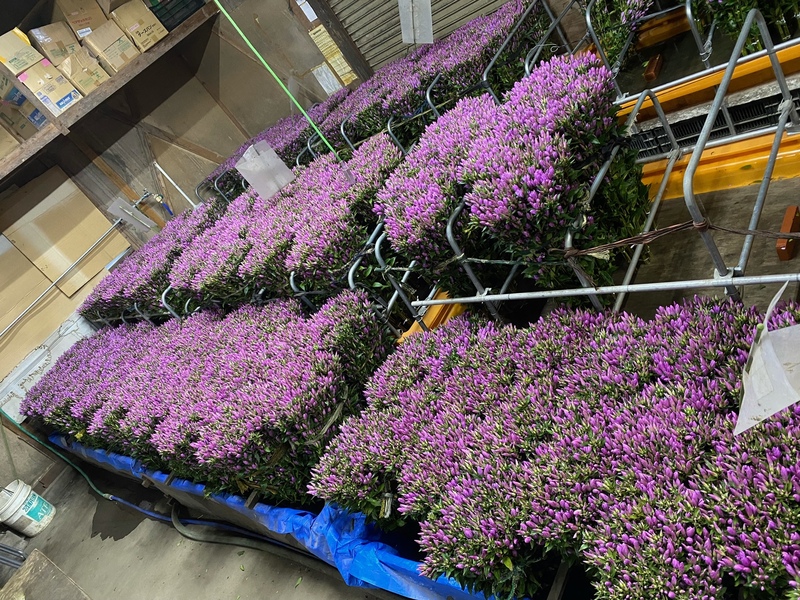 フィナーレ結束