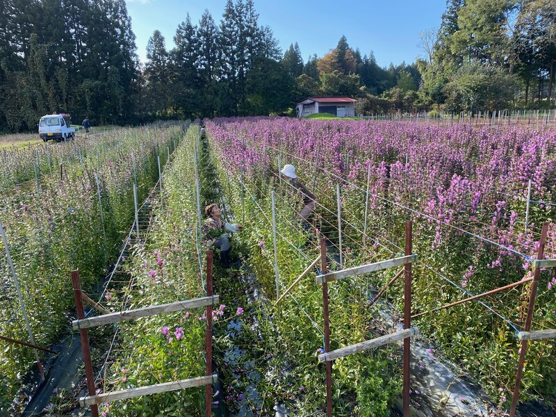 フィナーレ採花