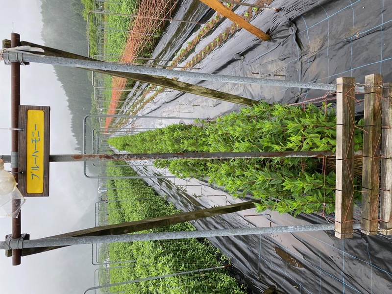 ブルーハーモニー