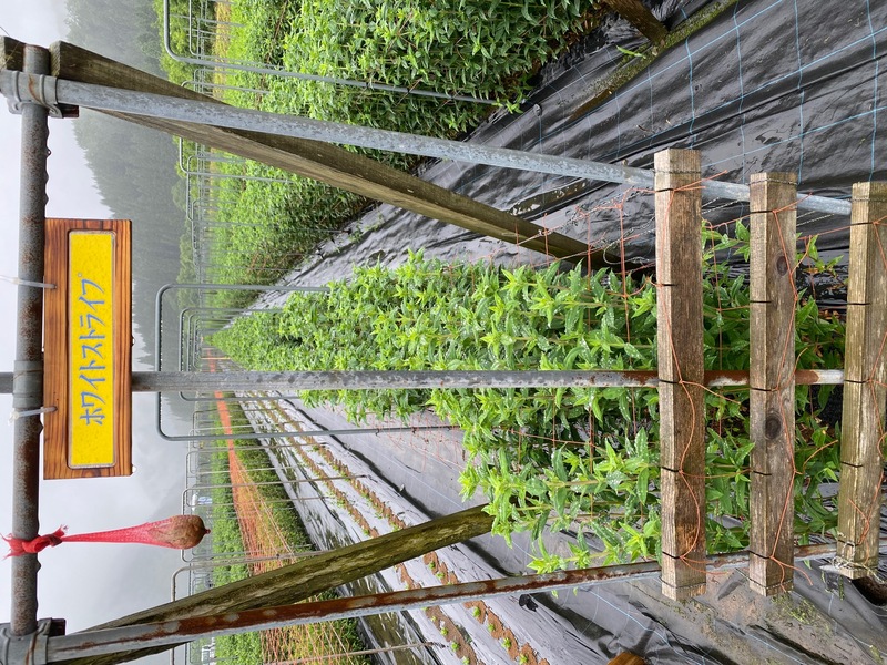 ホワイトストライプ