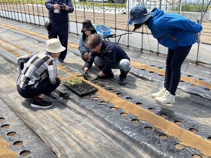 定植5